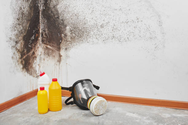 Professional Mold Removal in Violet, LA