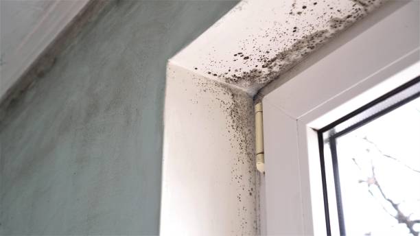 Best Toxic Mold Removal  in Violet, LA