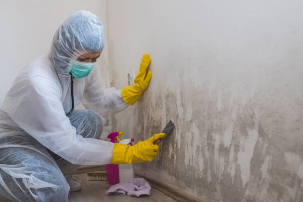 Best Mold Cleaning Services  in Violet, LA