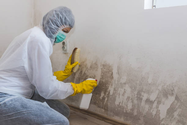 Best Black Mold Removal  in Violet, LA