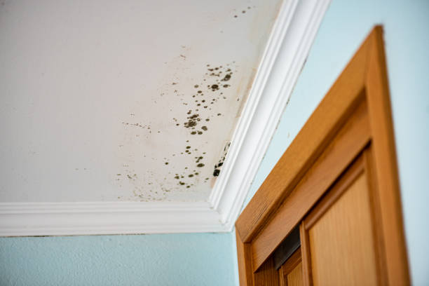Best Local Mold Removal Service  in Violet, LA
