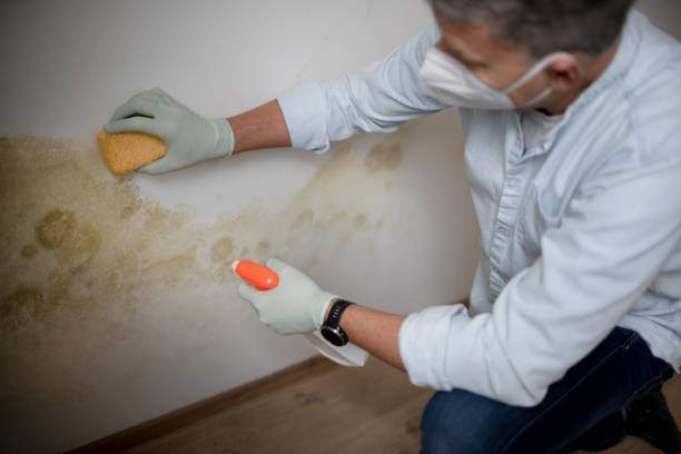 Best Commercial Mold Removal  in Violet, LA