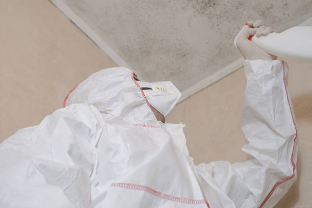 Best Best Mold Removal Companies  in Violet, LA