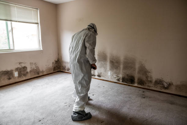 Best Residential Mold Removal  in Violet, LA