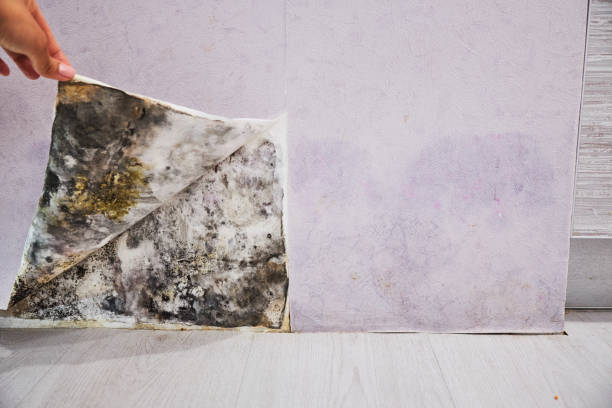 Best Same-Day Mold Removal  in Violet, LA